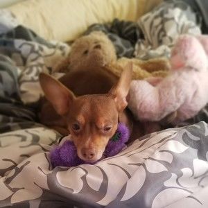 Meet your Posher, Miranda